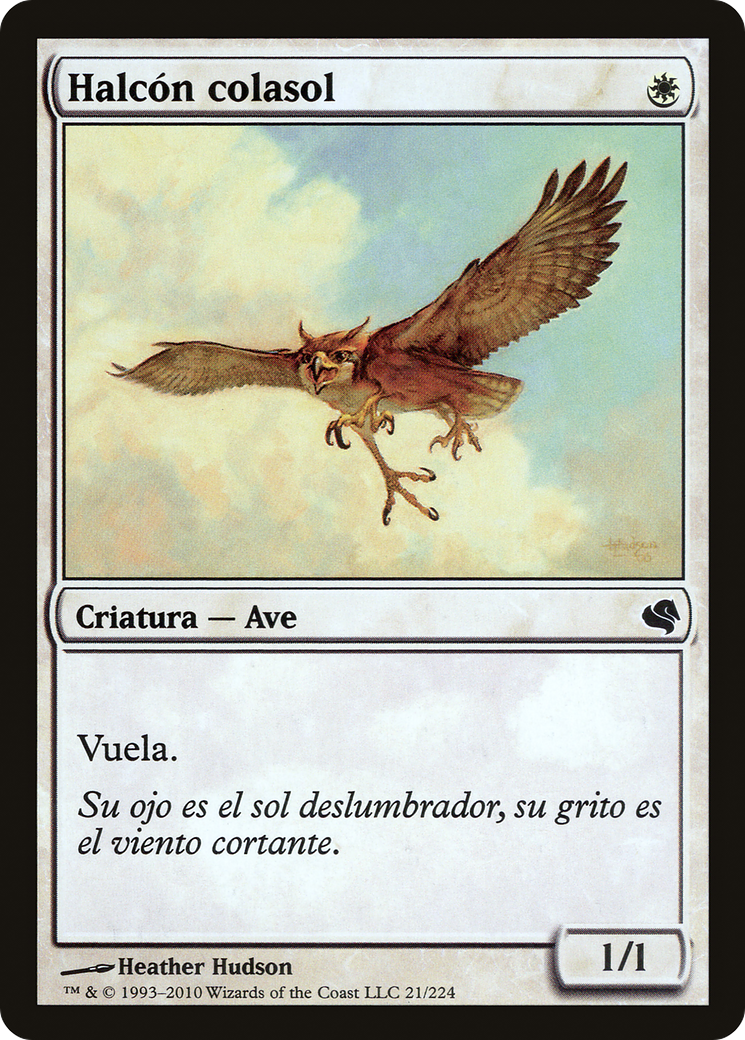 Suntail Hawk (Spanish) - 
